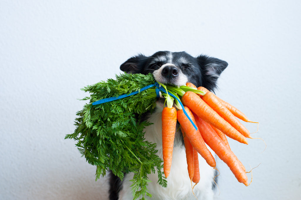 Can dogs be vegan / plant based?